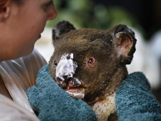 koala bushfires