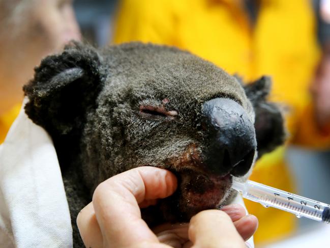 koala incendio