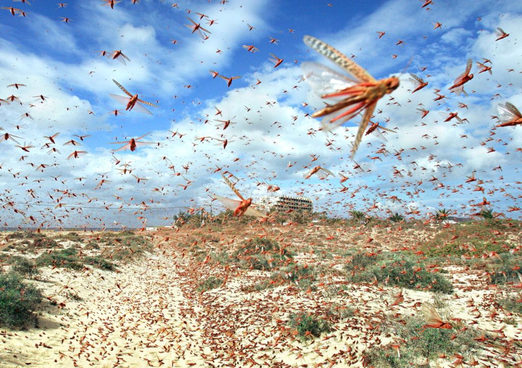 invasione locuste africa